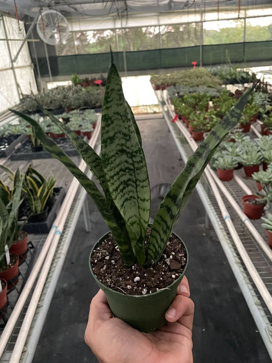 4in Snake Plant "Zeylanica"