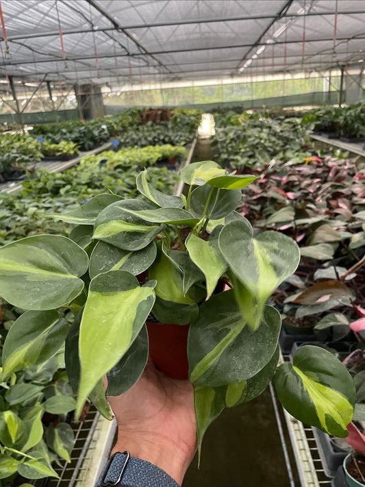 4in Philodendron "Brasil"