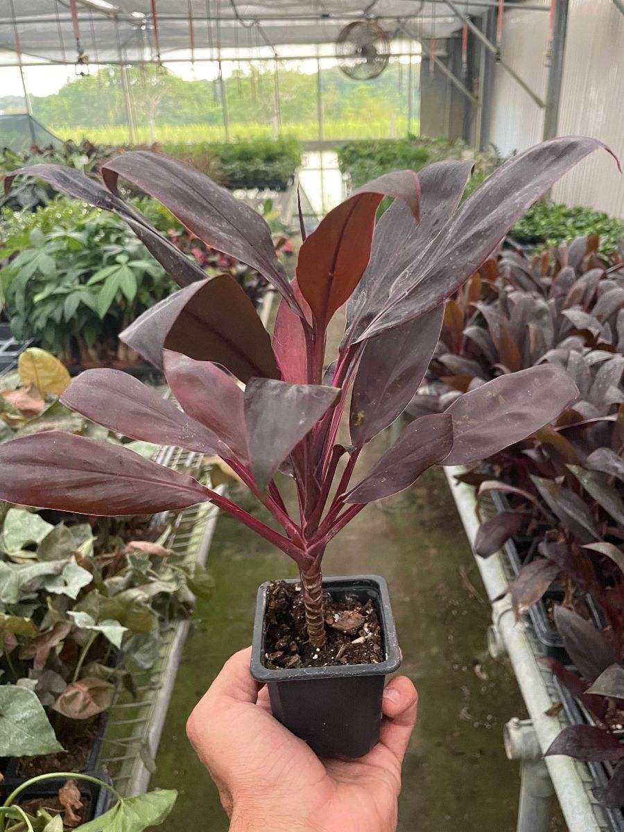 3in Cordyline "Calypso Queen