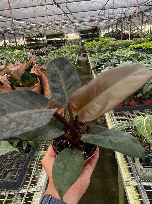 4in Philodendron "Black Cardinal"