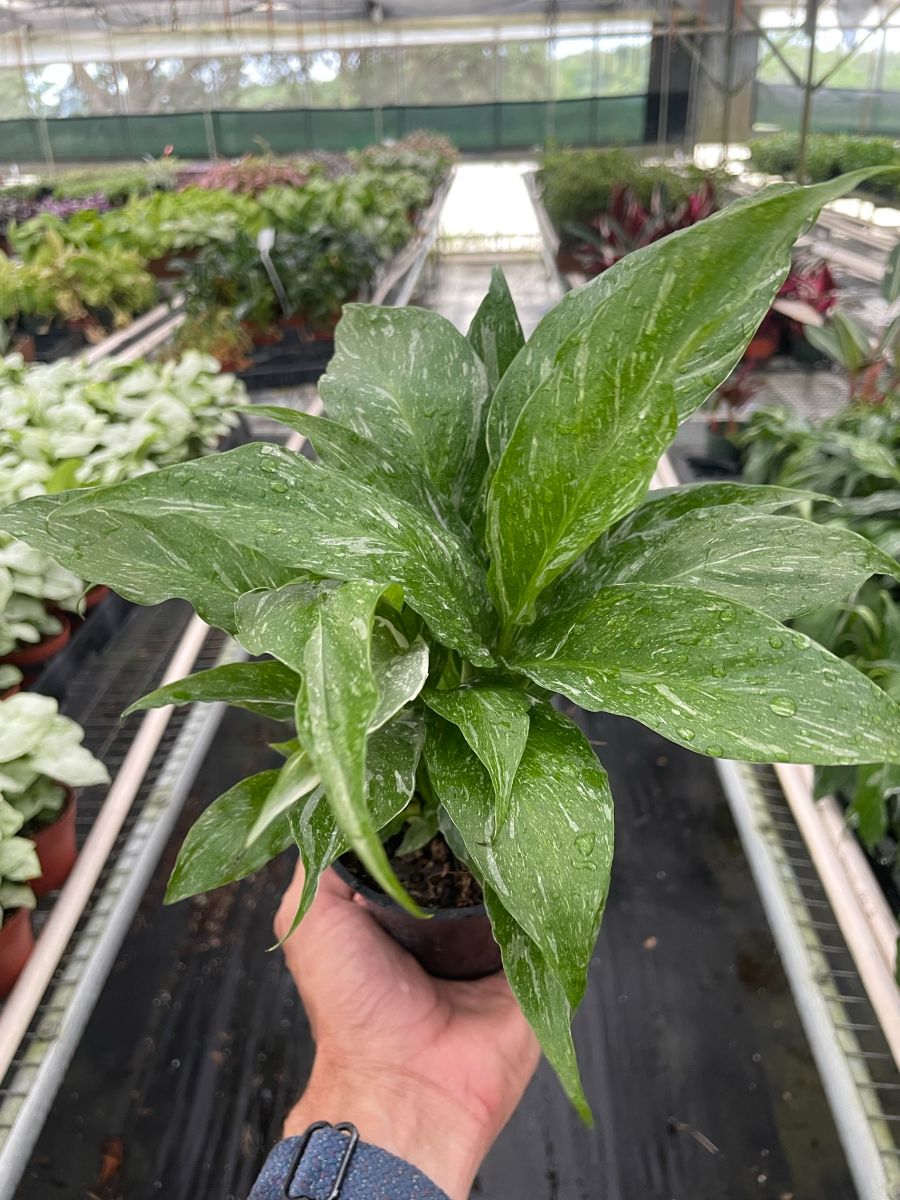 4in Spathiphyllum "Domino" Variegated Peace Lily