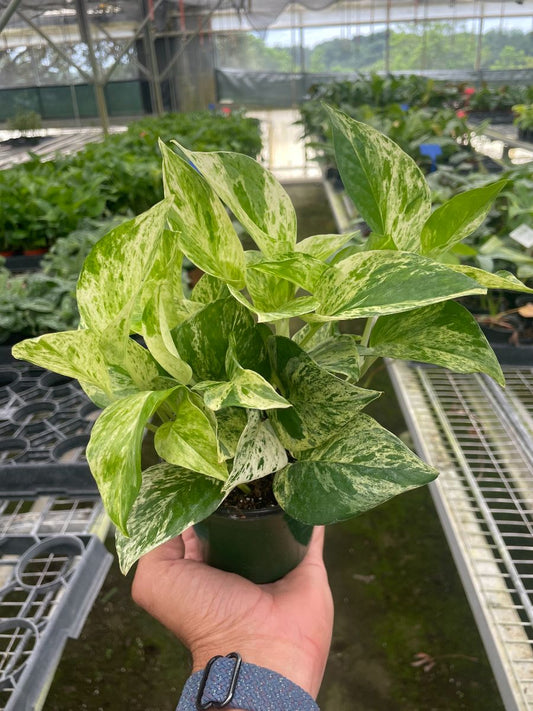 4in Pothos "Marble Queen"