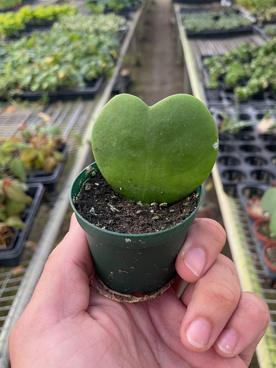 3in Hoya "Heart"