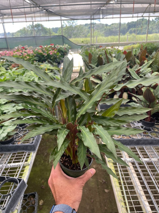 4in Calathea "Furry Feather"