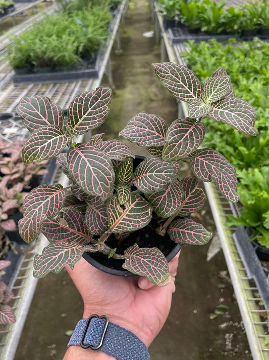 4in Fittonia "Pink"