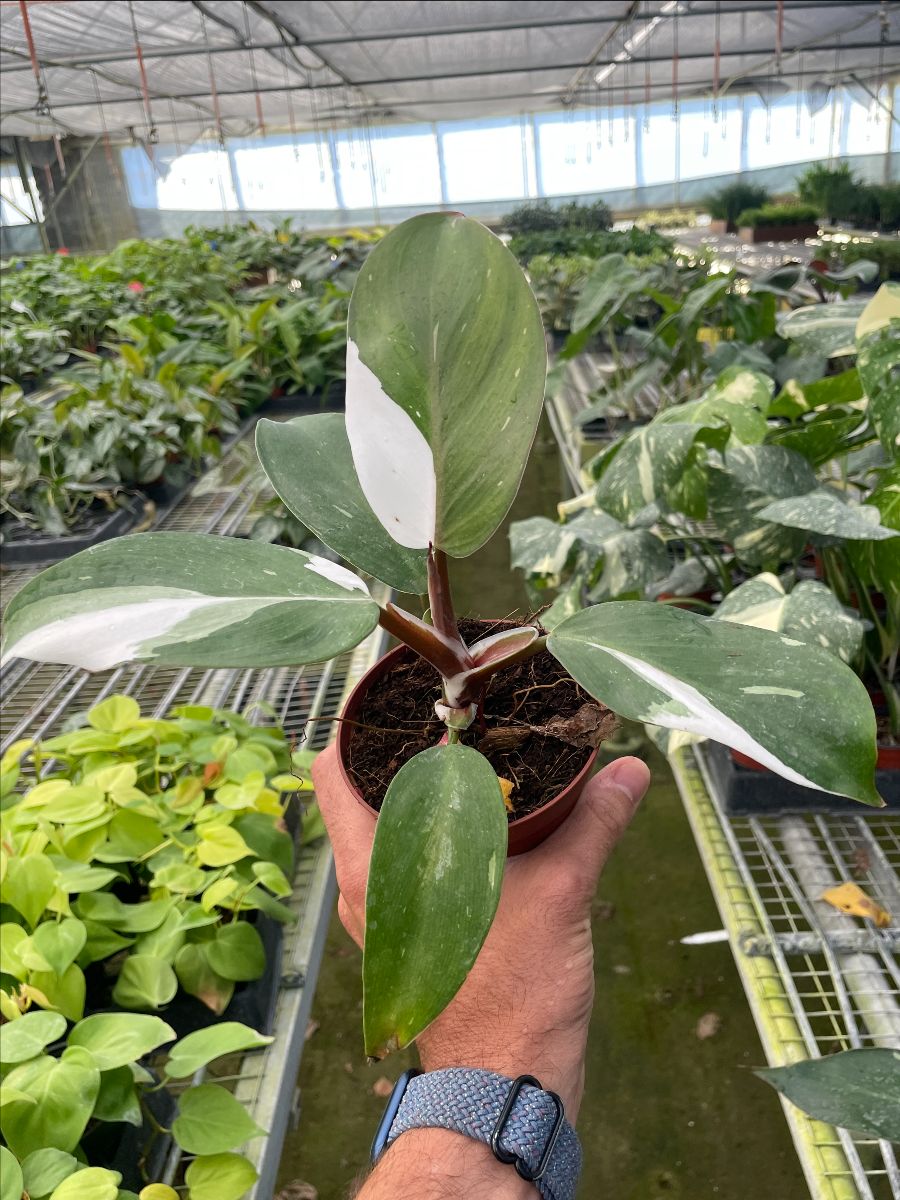 4in Philodendron "White Knight"