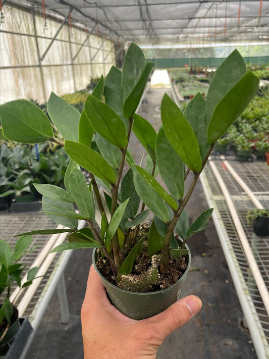 4in Zamioculcas Zamiifolia 'ZZ Plant'