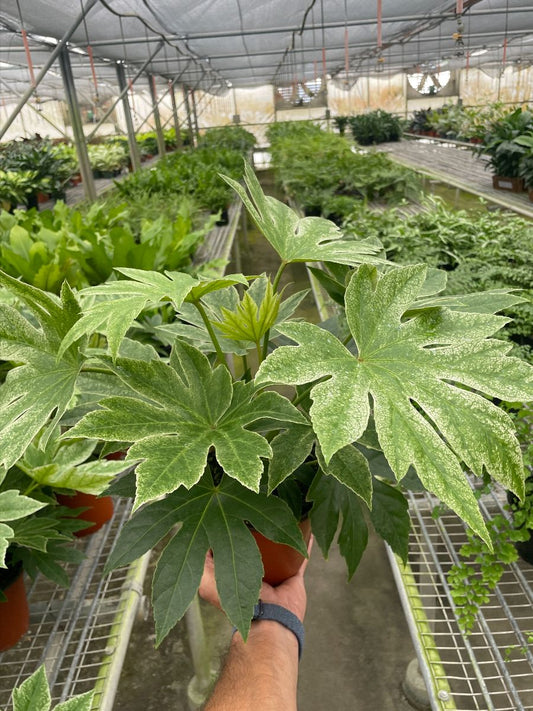 6in Fatsia "Spider Web"