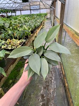 4in Philodendron "Silver Sword"