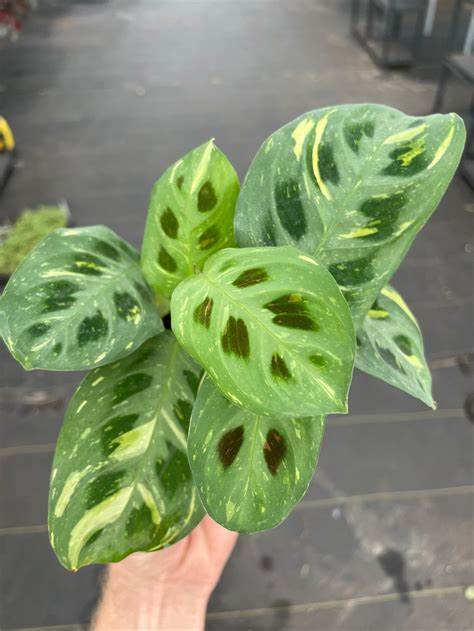 4in Maranta Variegated 'Beauty Kim'