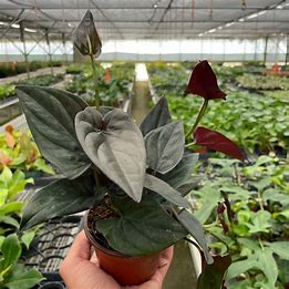 4in Syngonium 'Red Arrow'