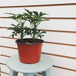 6in Schefflera "Moonlight"