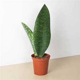 6in Snake Plant "Shark Fin"