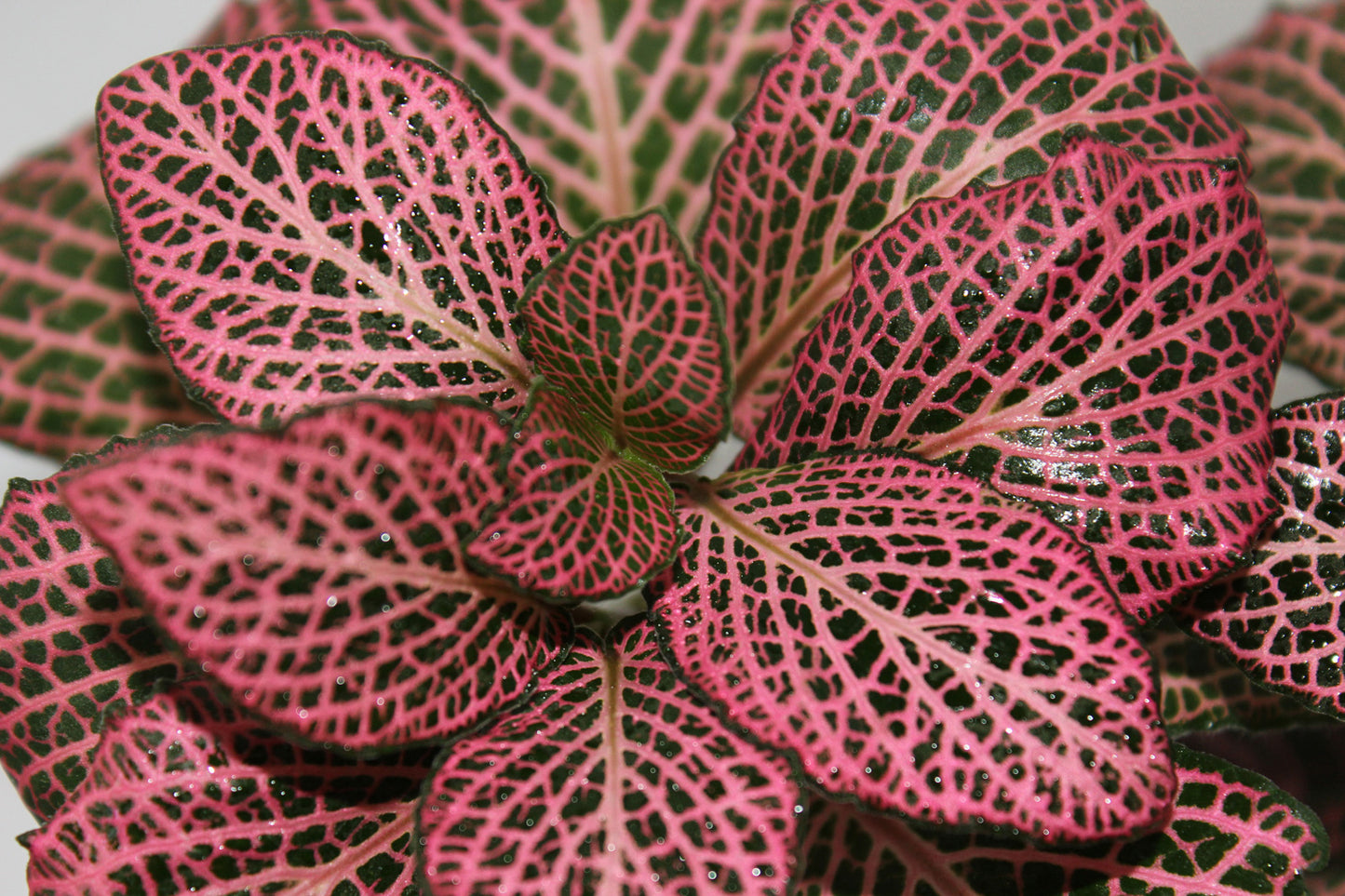 4in Fittonia "Pink"