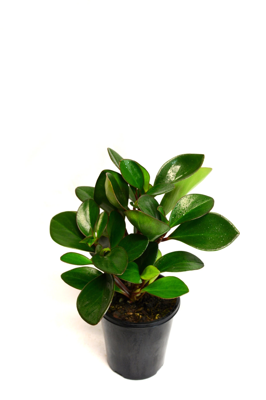 4in Peperomia "Red Edge"