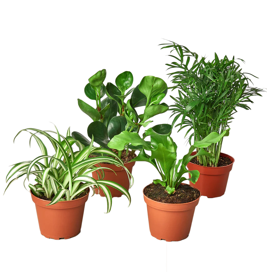 Pet Friendly Plant Bundle