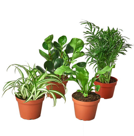 Pet Friendly Plant Bundle