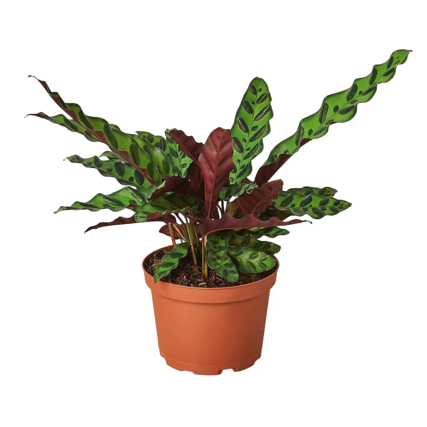 6in Calathea "Rattlesnake"