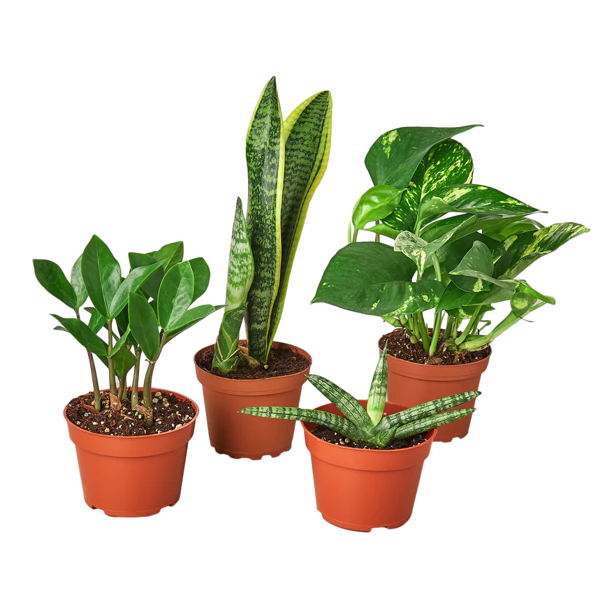 Easy Care Variety Plant Bundle