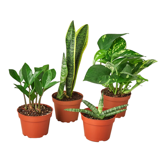 Easy Care Variety Plant Bundle