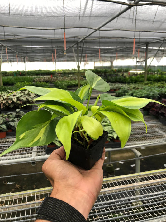 3in Philodendron "Brasil"