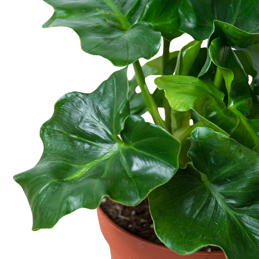 6in Philodendron "Atom"