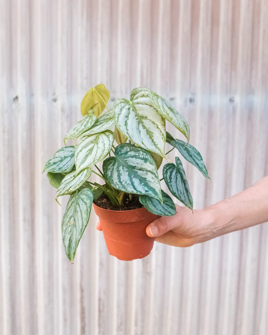 4in Philodendron "Brandi"