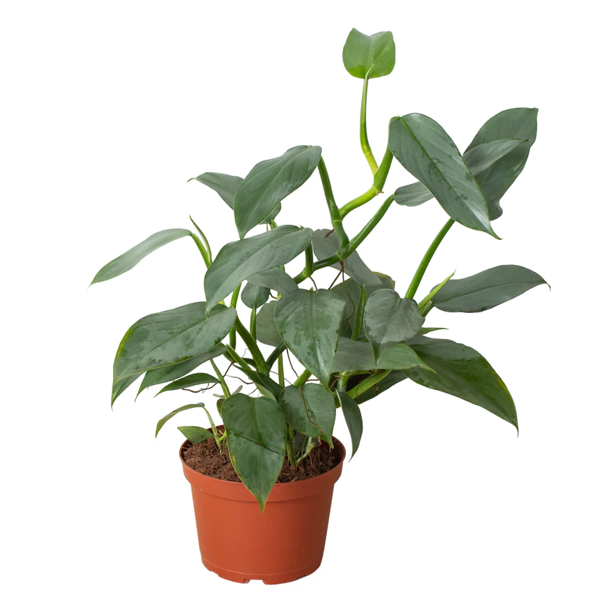 6in Philodendron "Silver Sword"