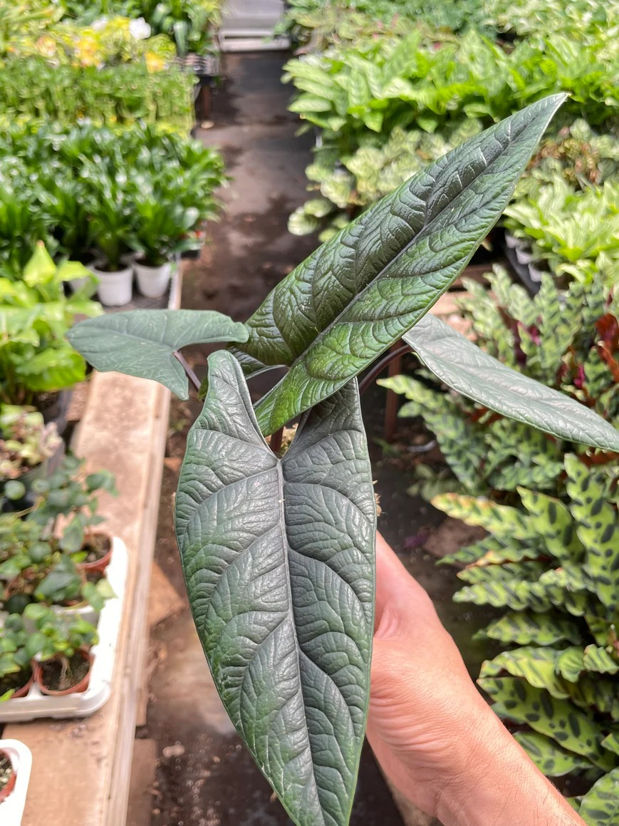 4in Alocasia "Scalprum"