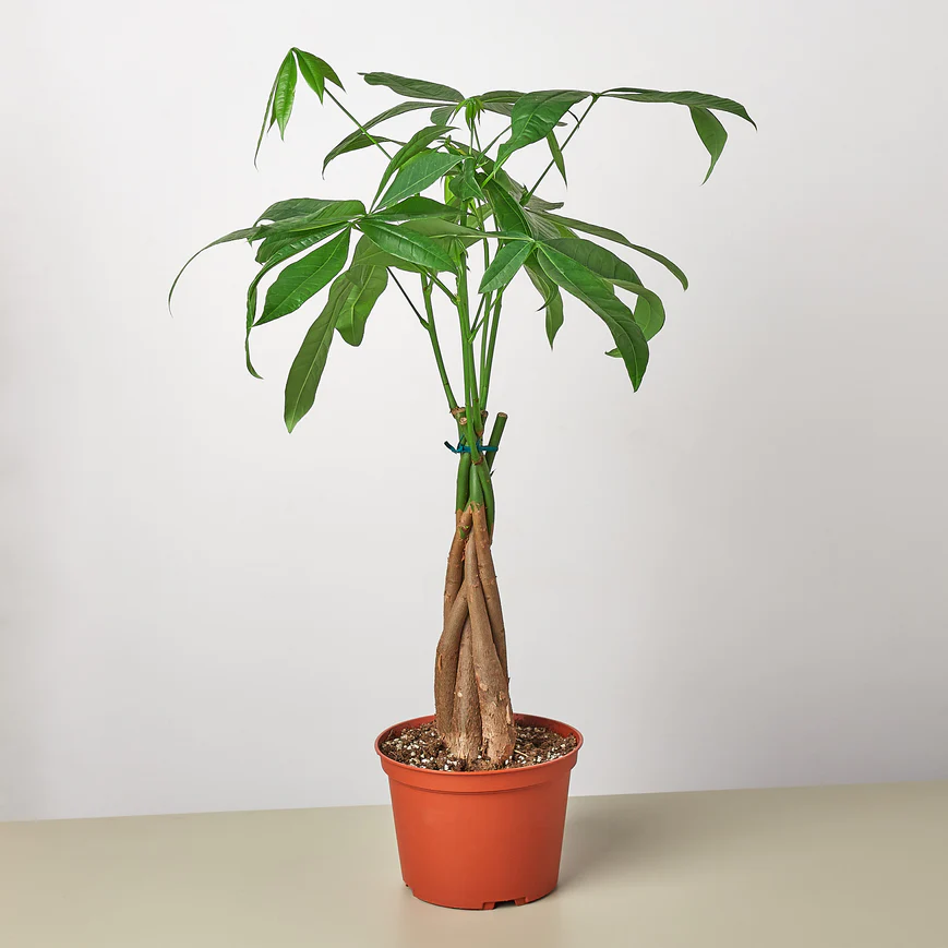 6in Money Tree 'Guiana Chestnut' Pachira Braid