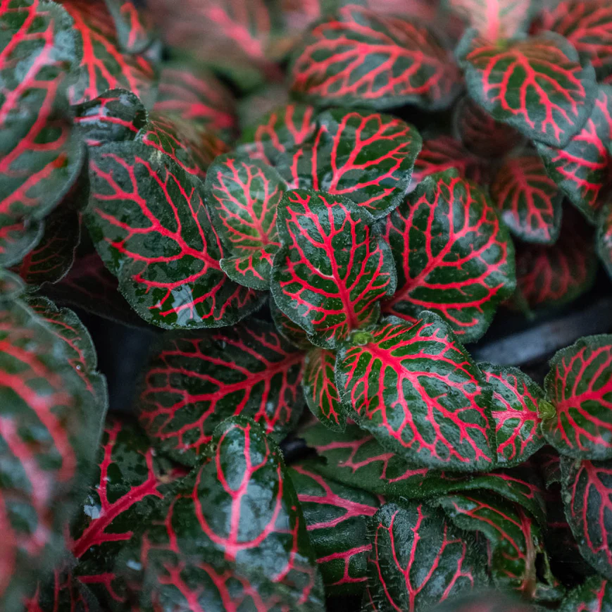 3in Fittonia "Red"