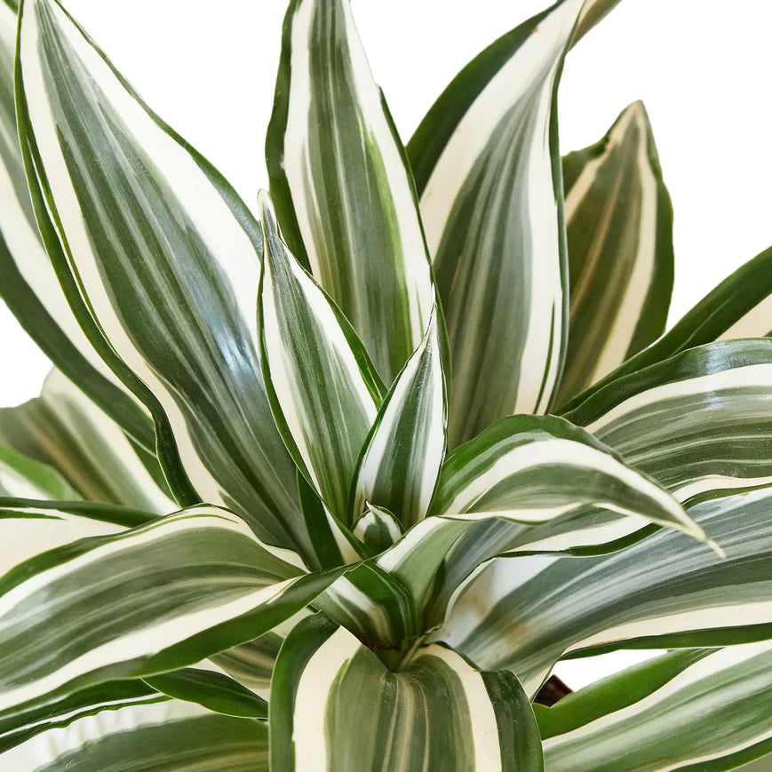 4in Dracaena "White Jewel"