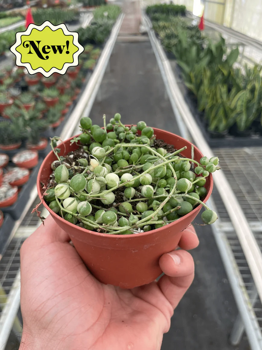 4in String Of Pearls "Variegated"