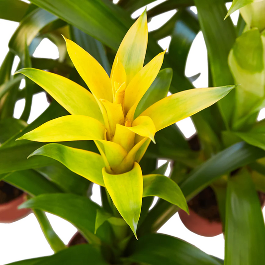 4in Guzmania Bromeliad "Yellow"