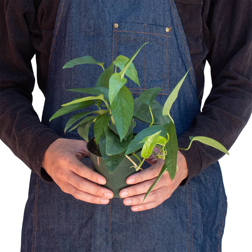 4in Pothos "Cebu Blue"