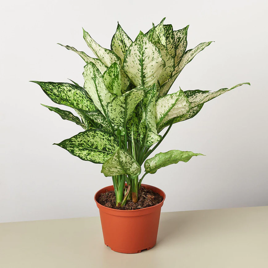 4in Chinese Evergreen "First Diamond"