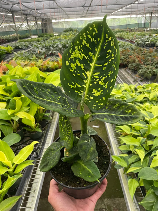 4in Dieffenbachia "Reflector"