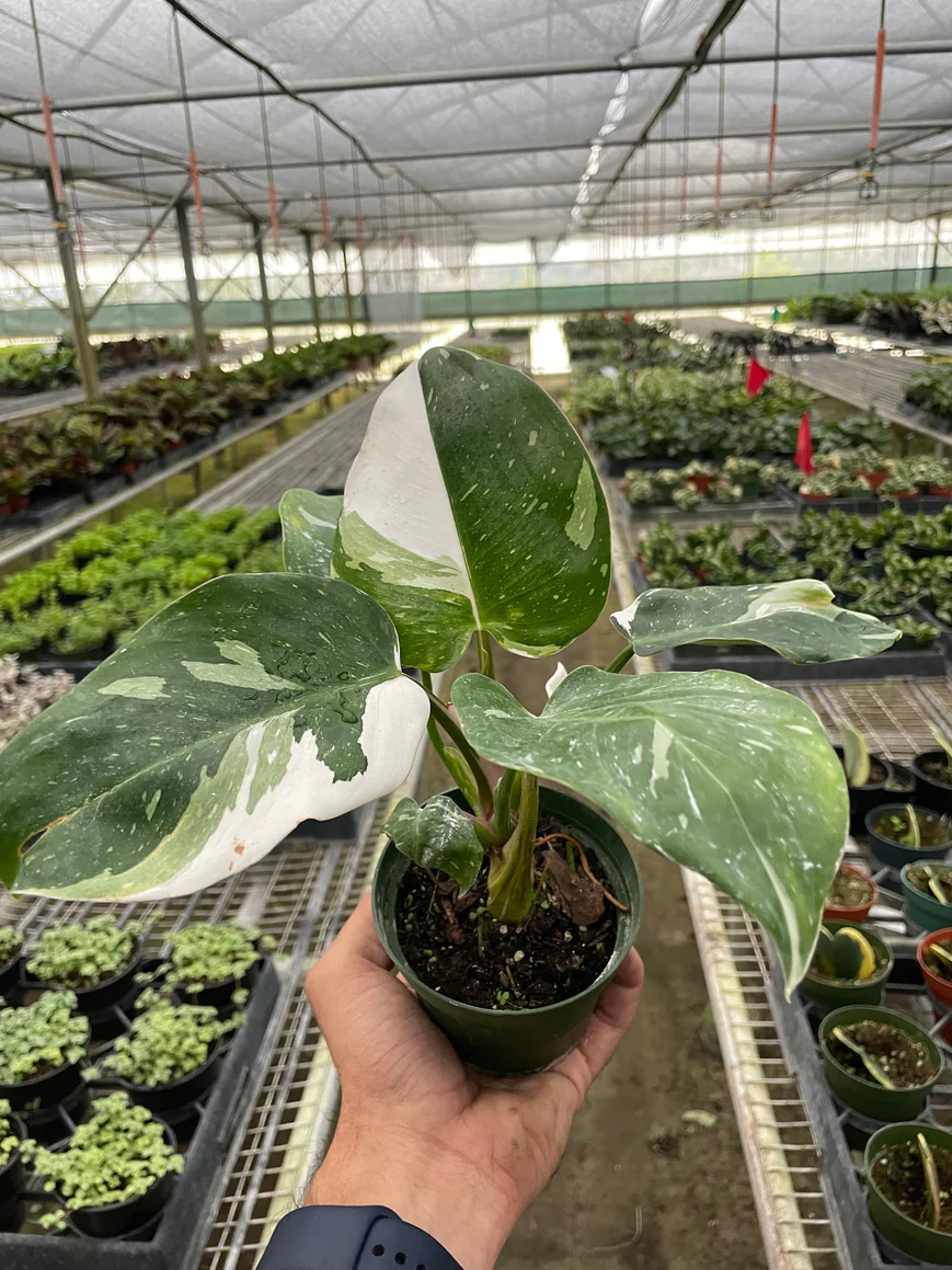 6in Philodendron "White Princess"