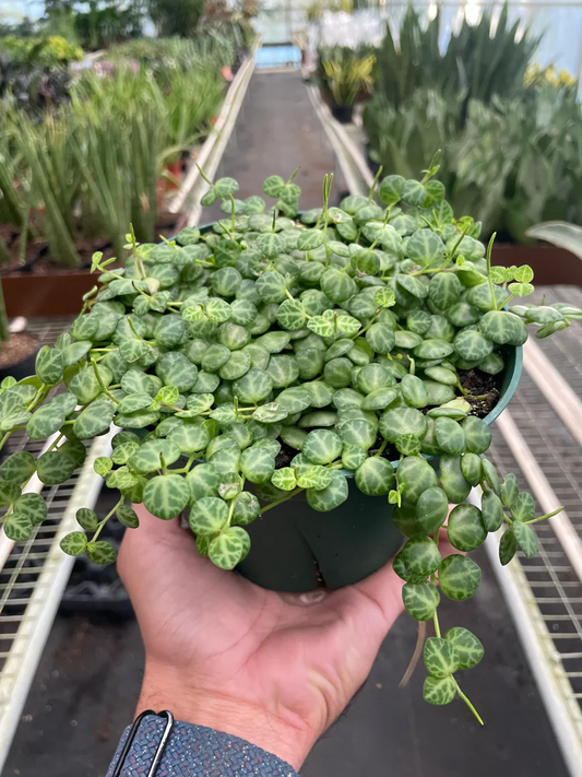 6in Peperomia "String of Turtles"