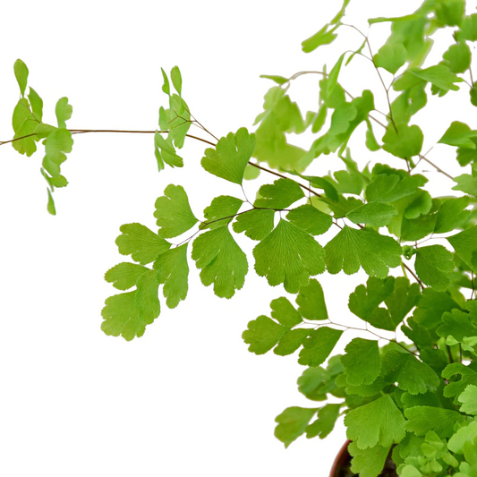 4in Fern "Maidenhair"
