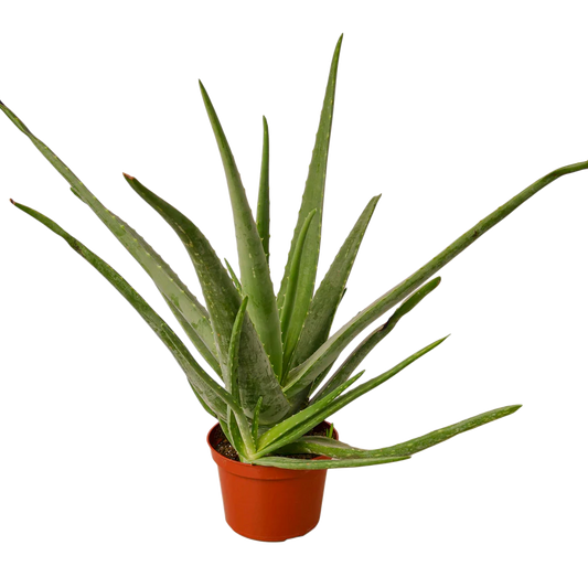 6in Aloe Vera