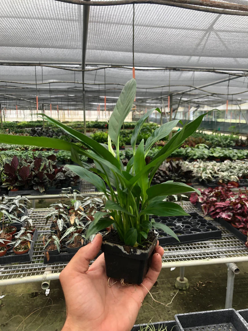 3in Spathiphyllum 'Peace Lily'