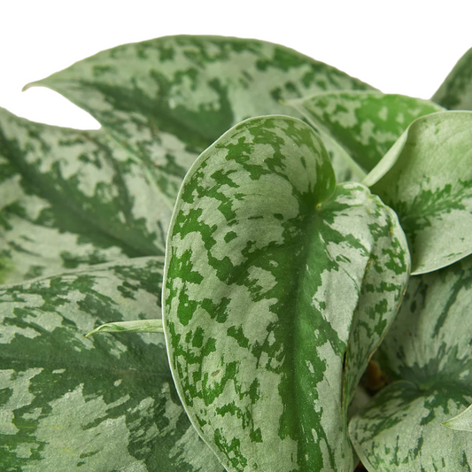 4in Pothos "Silver Splash"