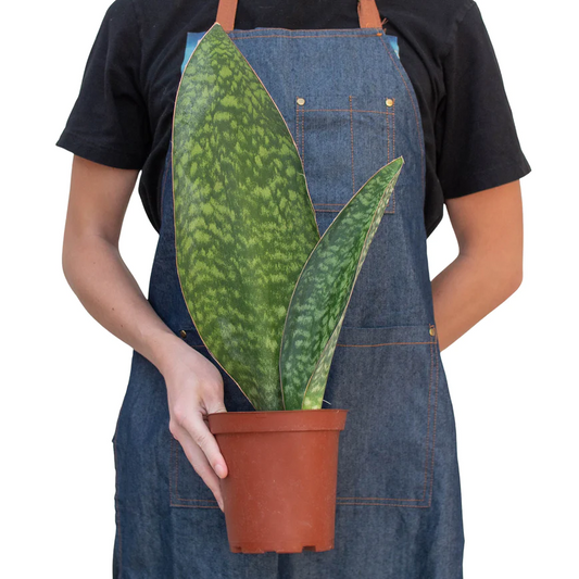 6in Snake Plant "Shark Fin"