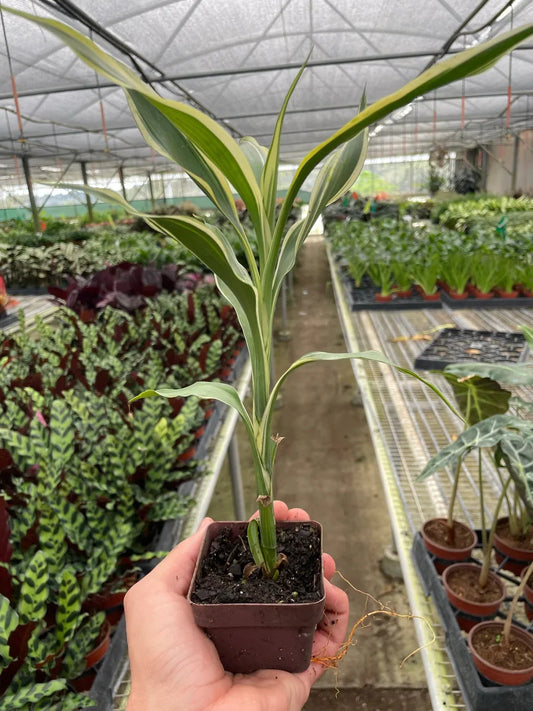 4in Dracaena "Sanderiana"