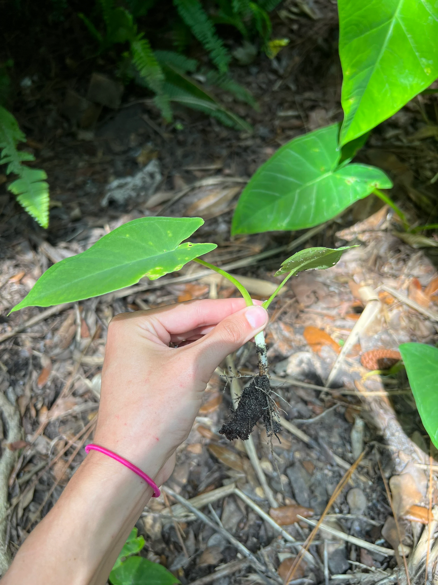 Colocasia Gigantea "Giant Elephant Ears"