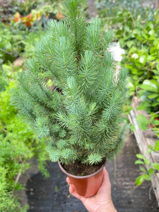 4in Blue Pine Tree