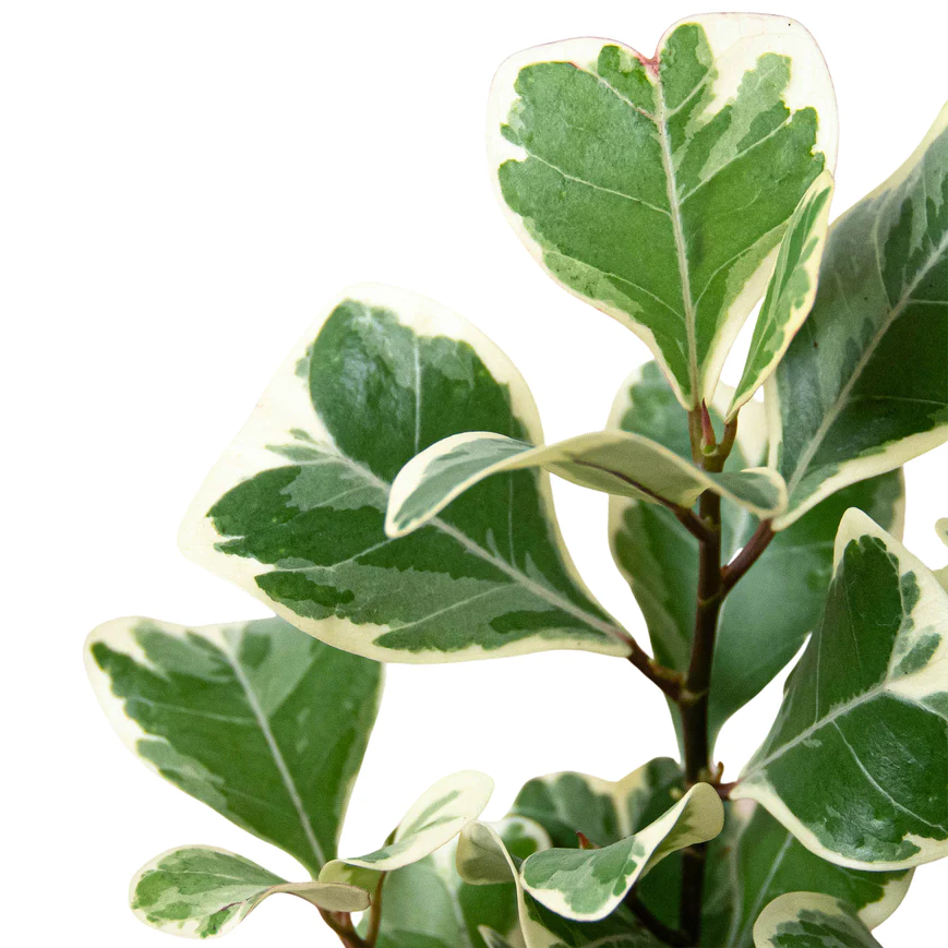 6in Ficus Elastica 'Triangularis' Variegated