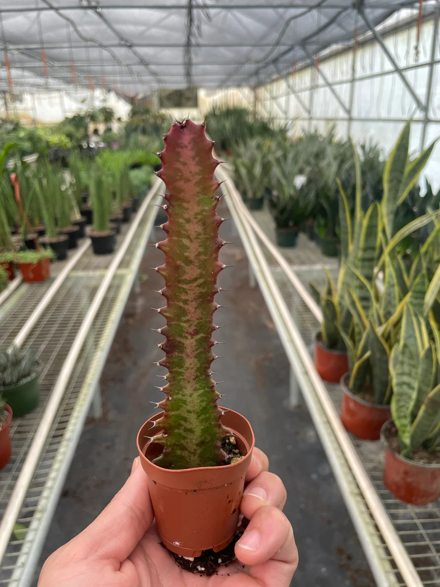 2in Euphorbia "Red Trigona"