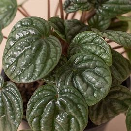 4in Peperomia "Burbella"